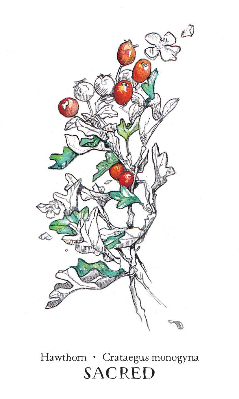 Hedgewitch Botanical Oracle Cards